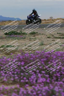 media/Jan-14-2023-SoCal Trackdays (Sat) [[497694156f]]/Turn 14 Exit Bloomig (145pm)/
